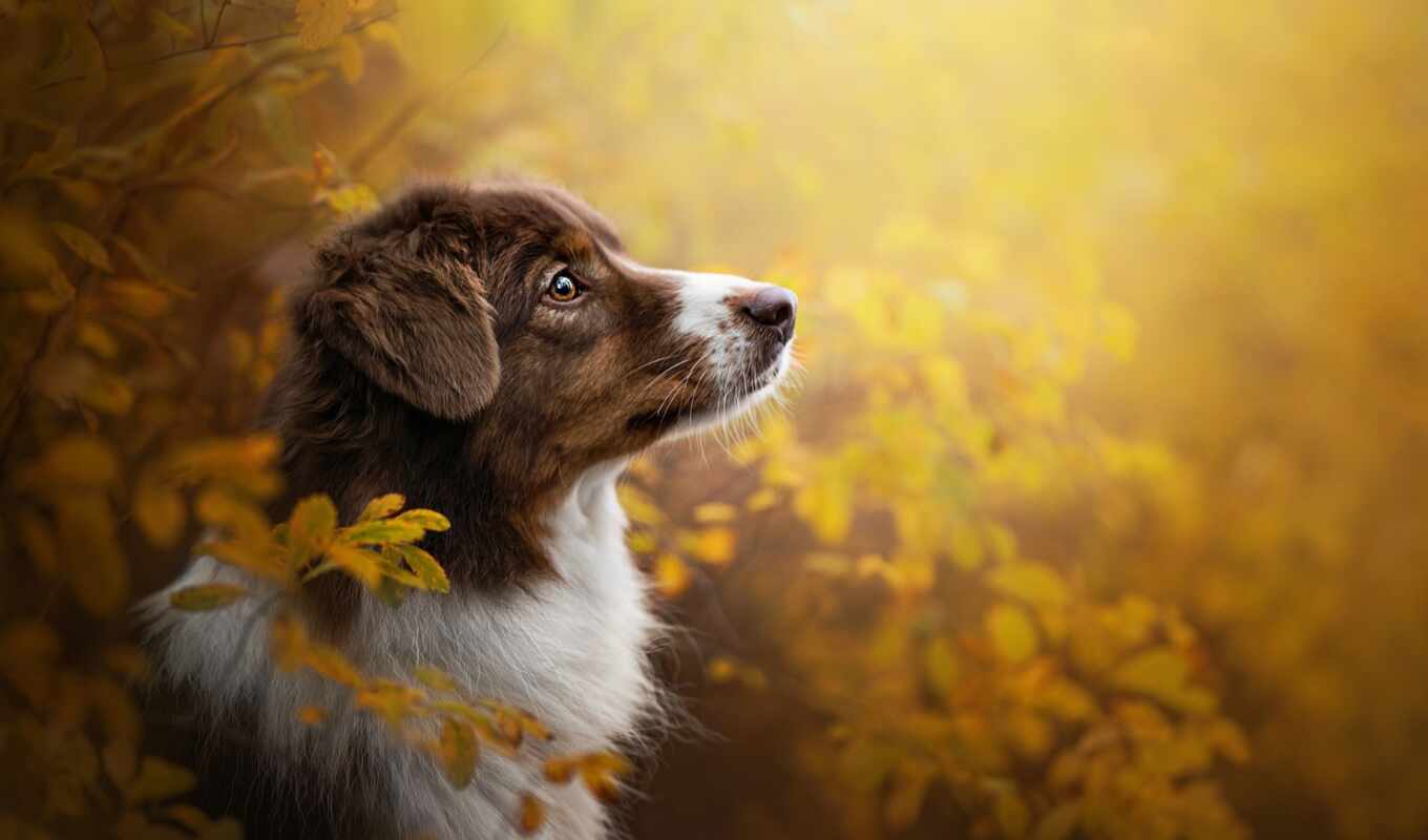 взгляд, лист, группа, собака, осень, щенок, порода, морда, branch, northern