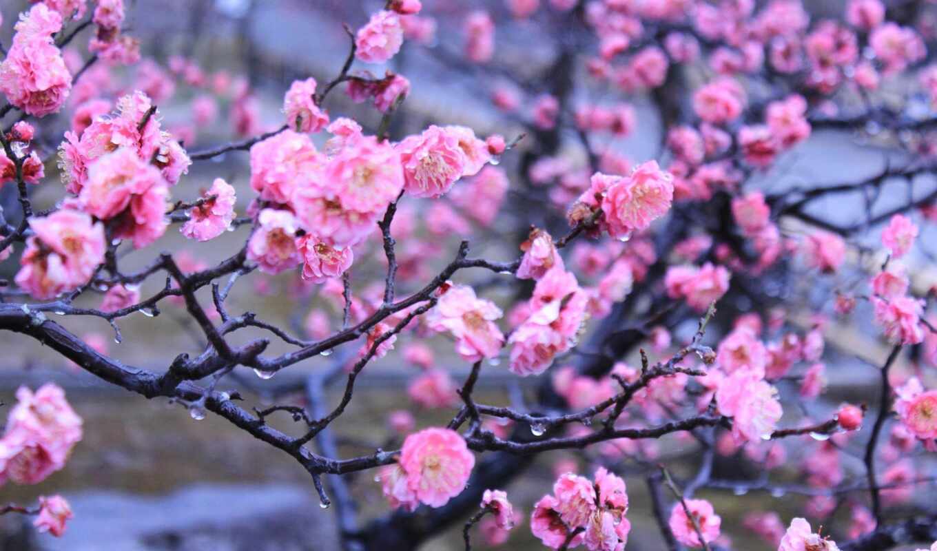 flowers, japanese, blossom, beautiful, wash, sakura