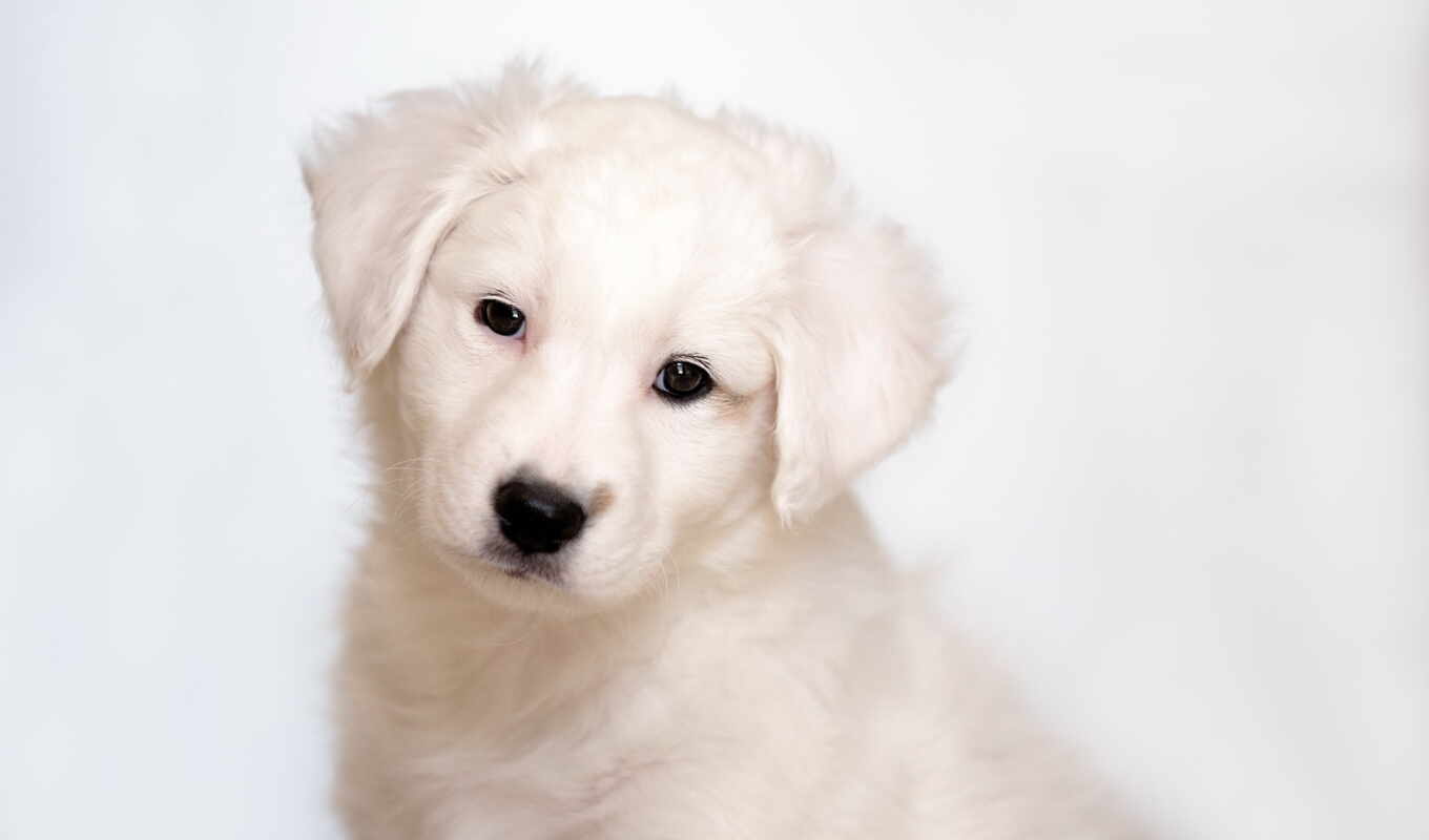 white, dog, puppy, animal