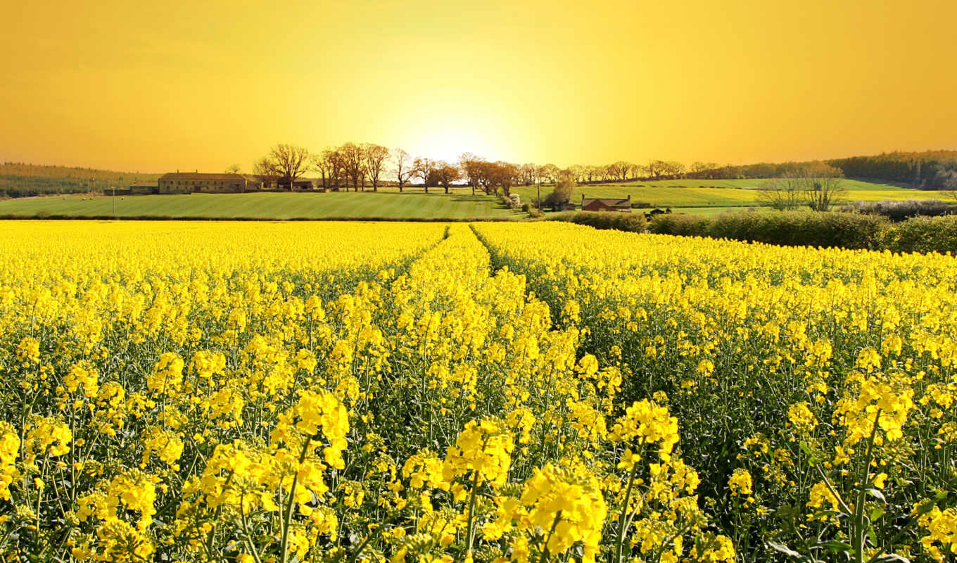 flowers, field, field, yellow, yellow, yellow, colors