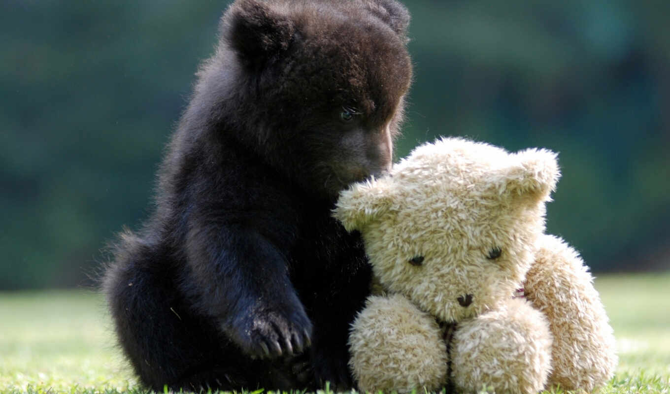 plush, toy, bear, bear
