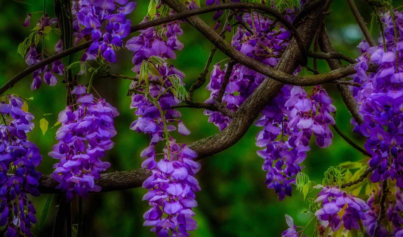 view, nature, tapety, beautiful, cvety, tapet, wisteria, these are these, colors