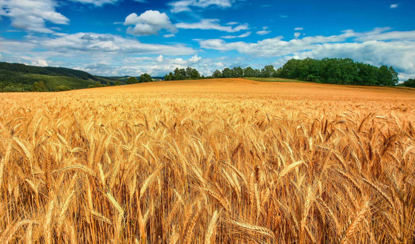 природа, поле, качество, пшеница
