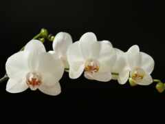 орхие, орхидея, белый