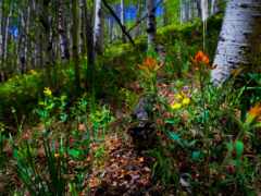 фото, цветы, озеро