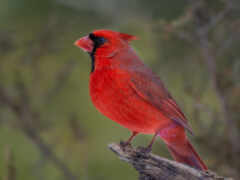 кардинал, птица, животное