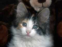 кошка сидит на одеяле и смотрит в камеру