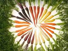 морковь, полезные, свойства