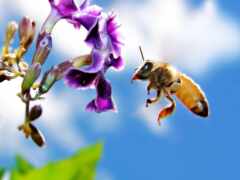 пчелка, цветы