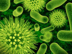 одноклеточные, одноклеточных, бактерии