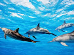 дельфины, водой, дельфинах