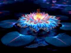 ярко освещенный цветок в пруду водяных лилий с голубыми и розовыми лепестками