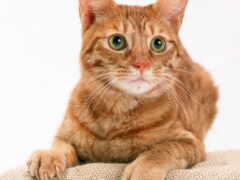 есть кошка, которая сидит на подушке и смотрит в камеру