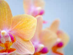ecran, orchidee, ласки