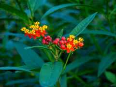 есть небольшое растение с ярко-красными и желтыми цветами