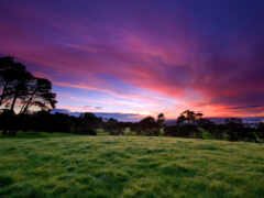 закат над травянистым полем с деревьями и далеким небом