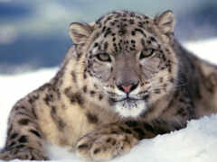 леопард, снег, снежного