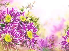 chrysanthemum, иллюстрация, цвет