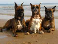 собака, пляж, животное