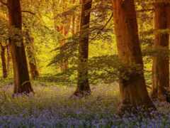 закрытие леса с большим количеством деревьев и цветов