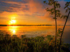 вид на озеро с деревом и закатом