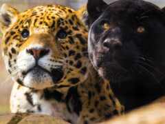 два черных и коричневых леопарда сидят рядом друг с другом