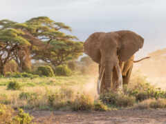слон, савань, африка