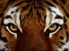 тигр, морда, взгляд