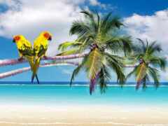 на пляже сидят две птицы на ветке дерева