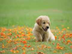трава, щенок, cute