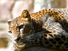 леопард, лежащий на скале в зоопарке с деревом на заднем плане