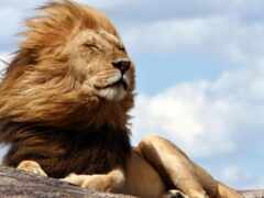 лев, который сидит на скале