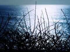 ветви куста перед океаном с сияющим солнцем