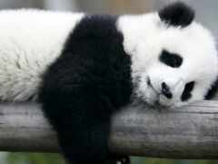 панда, спать,