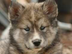 есть маленькая собака, которая лежит на земле