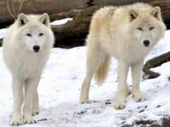 два белых волка стоят в снегу рядом с бревном