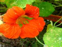 есть крупный план цветка с капельками воды на нем