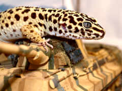 gecko, экууэтиограф