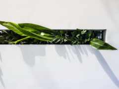 есть растение, растущее в подоконнике на стене