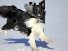 есть собака, которая бежит по снегу в шляпе