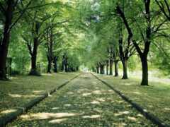 деревья, выстилающие дорожку в парке с листьями на земле