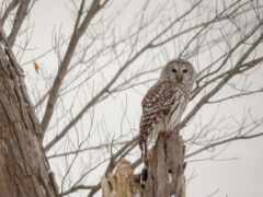 есть сова, которая сидит на ветке дерева