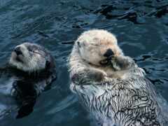 есть две морские выдры, которые плавают в воде
