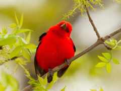 oiseau,rouge, tanager