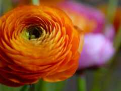 цветы, оранжевый, природа