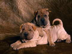 две собаки лежат на диване с головами друг на друге