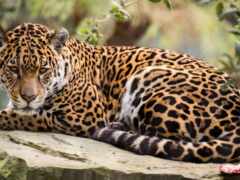jaguar, изображения