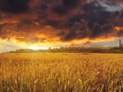 поле, пшеница, природа