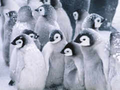пингвины, пингвинов, установленные
