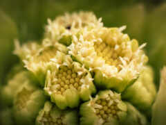 существует крупный план цветочной головы с множеством цветов